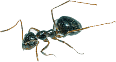 Kaz_Creations Insect - nemokama png