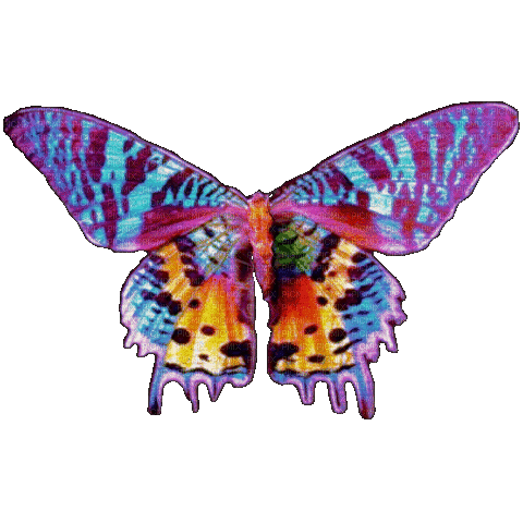 Schmetterling/Butterfly - Gratis animerad GIF