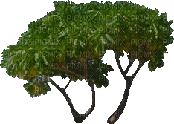 arbre - GIF animado gratis