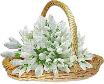 soave deco flowers spring snowdrops basket - zadarmo png