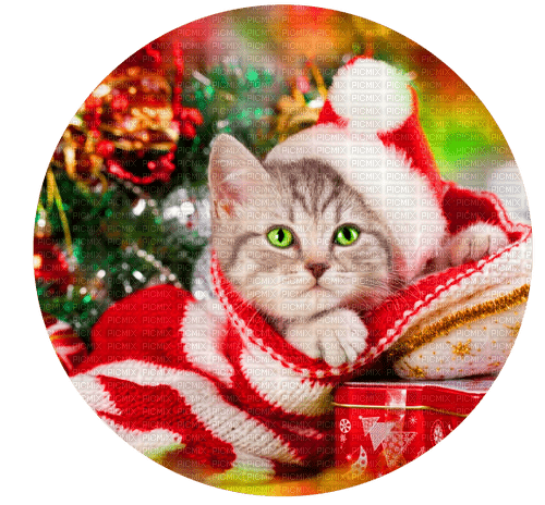 CHRISTMAS CAT - besplatni png