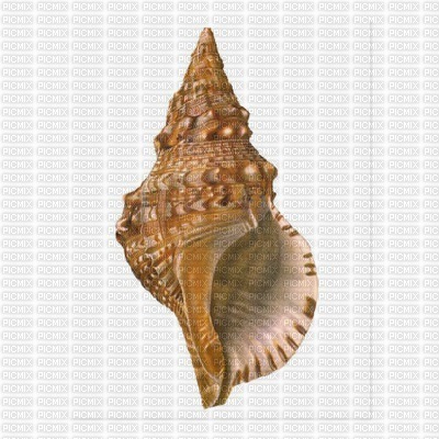 shell - Free PNG