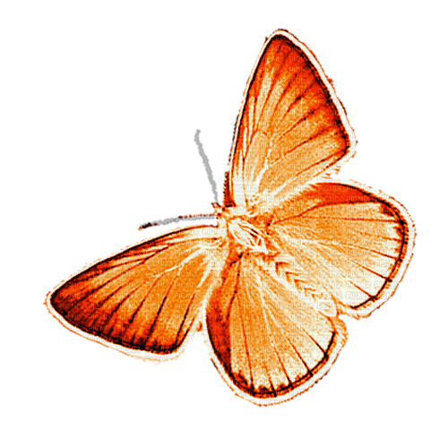 Butterfly.Orange - бесплатно png