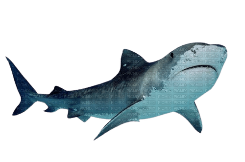 shark - 免费PNG