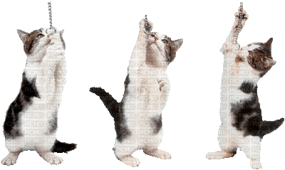 cats - GIF animate gratis