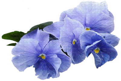blue-flower - PNG gratuit