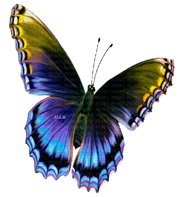 Y.A.M._Summer butterfly - Δωρεάν κινούμενο GIF