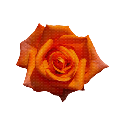 kikkapink deco scrap orange rose flower - besplatni png