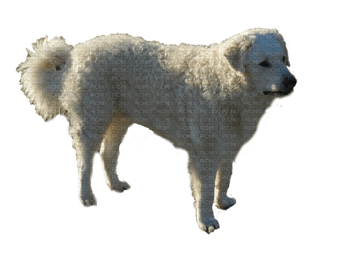 kuvasz, hungarian sheepdog - Free PNG