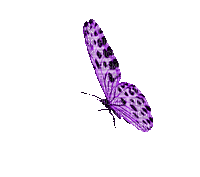 dulcineia8 borboletas - Бесплатный анимированный гифка