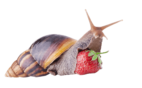 snail & strawberry - png ฟรี