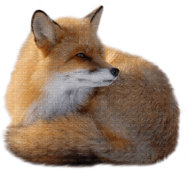 renard fox fuchs - png gratis
