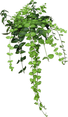 hanging plant, sunshine3 - Free PNG