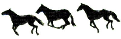 horse cheval pferde black  gif anime animated silhouette tube - GIF animado grátis