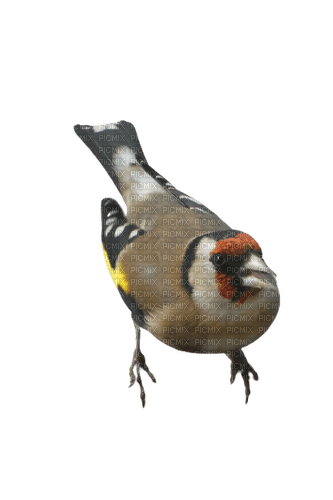 oiseau chardonneret élégant - ilmainen png