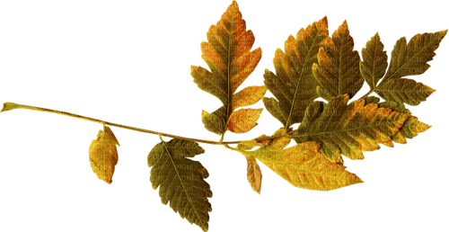 kikkapink deco autumn branch leaves - 免费PNG