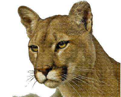 mountain lion bp - GIF animé gratuit