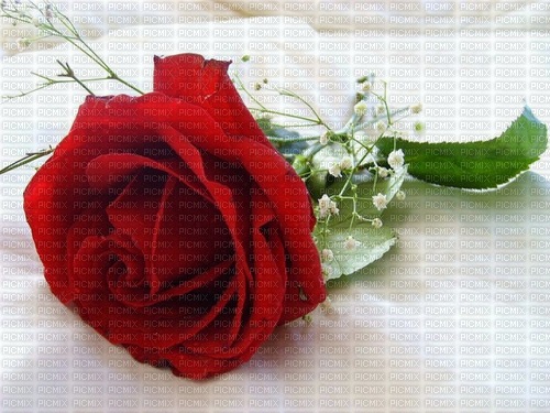 beautiful rose - nemokama png