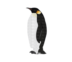 Kaz_Creations Penguin - 無料png
