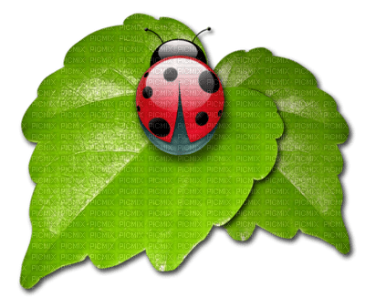 Kaz_Creations Ladybugs Ladybug - zadarmo png