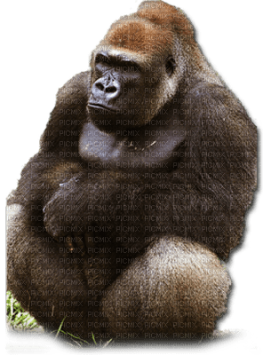 Kaz_Creations Animals Gorilla - PNG gratuit