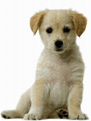 Tube Animaux Chien - gratis png