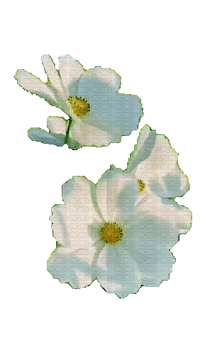 Цветок - Gratis animeret GIF