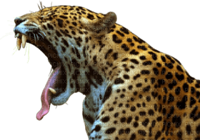 Kaz_Creations Leopard - zadarmo png