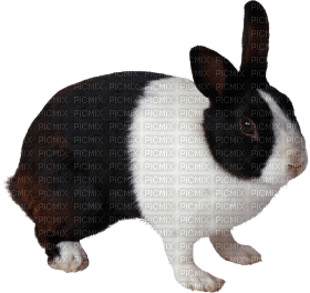 Kaz_Creations Rabbit - бесплатно png