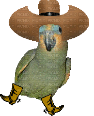 Parrot birds bp - Nemokamas animacinis gif