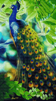 Peacock - Бесплатный анимированный гифка