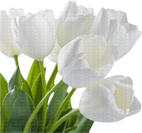 tulipes web charmille - 免费PNG