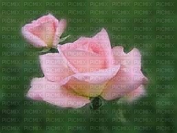 rose rouge - nemokama png