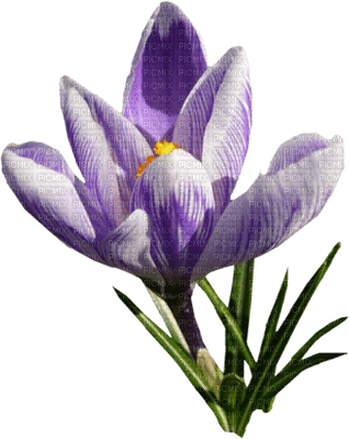 Kaz_Creations Deco Flowers Flower  Purple - gratis png