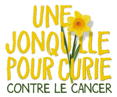 une jonquille contre le cancer.Cheyenne63 - darmowe png