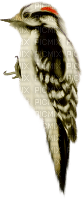 woodpecker - Free PNG
