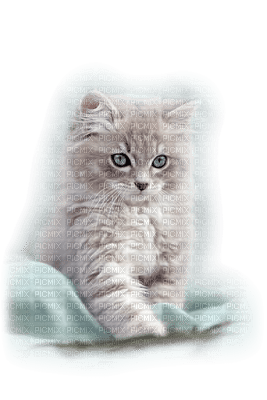 Kaz_Creations Animals Cats Cat Kitten - gratis png