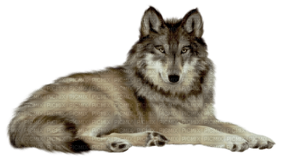 Wolf - kostenlos png