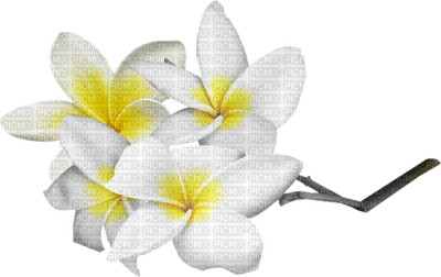 Kaz_Creations Deco Flowers  Colours - PNG gratuit