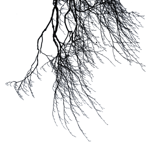 Branche.Branch.Black.Gothic.Victoriabea - png grátis