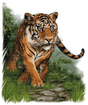 tiger db - Besplatni animirani GIF