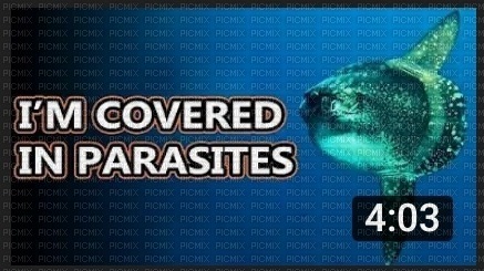 i'm covered in parasites - PNG gratuit