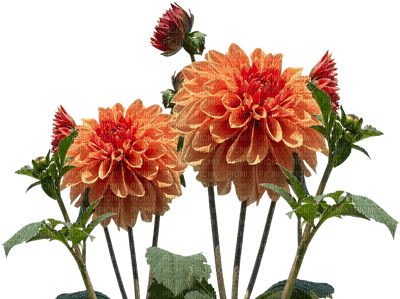 orange flowers, chrysanthemum, sunshine3 - бесплатно png
