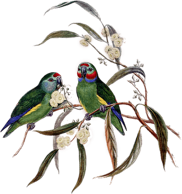 Kaz_Creations Birds - 免费PNG