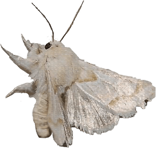 Moth - ingyenes png