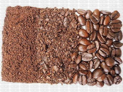 kahvipapu, coffee bean - zdarma png