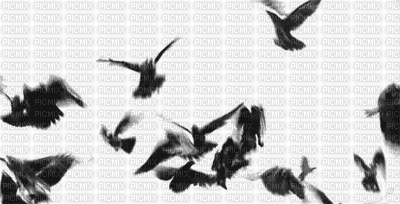 birds - Bezmaksas animēts GIF