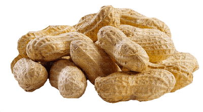 peanut - darmowe png