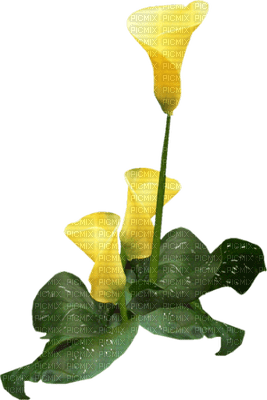 Flowers yellow bp - nemokama png