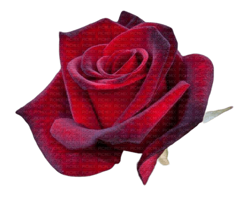 red rose - gratis png
